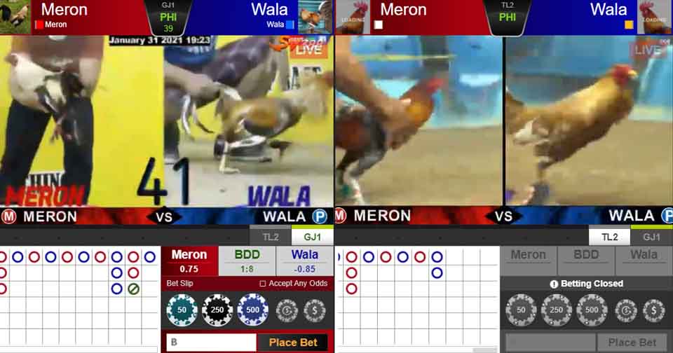 วิธีเล่น Cock Fight แทงไก่ชนออนไลน์ใน ufabet